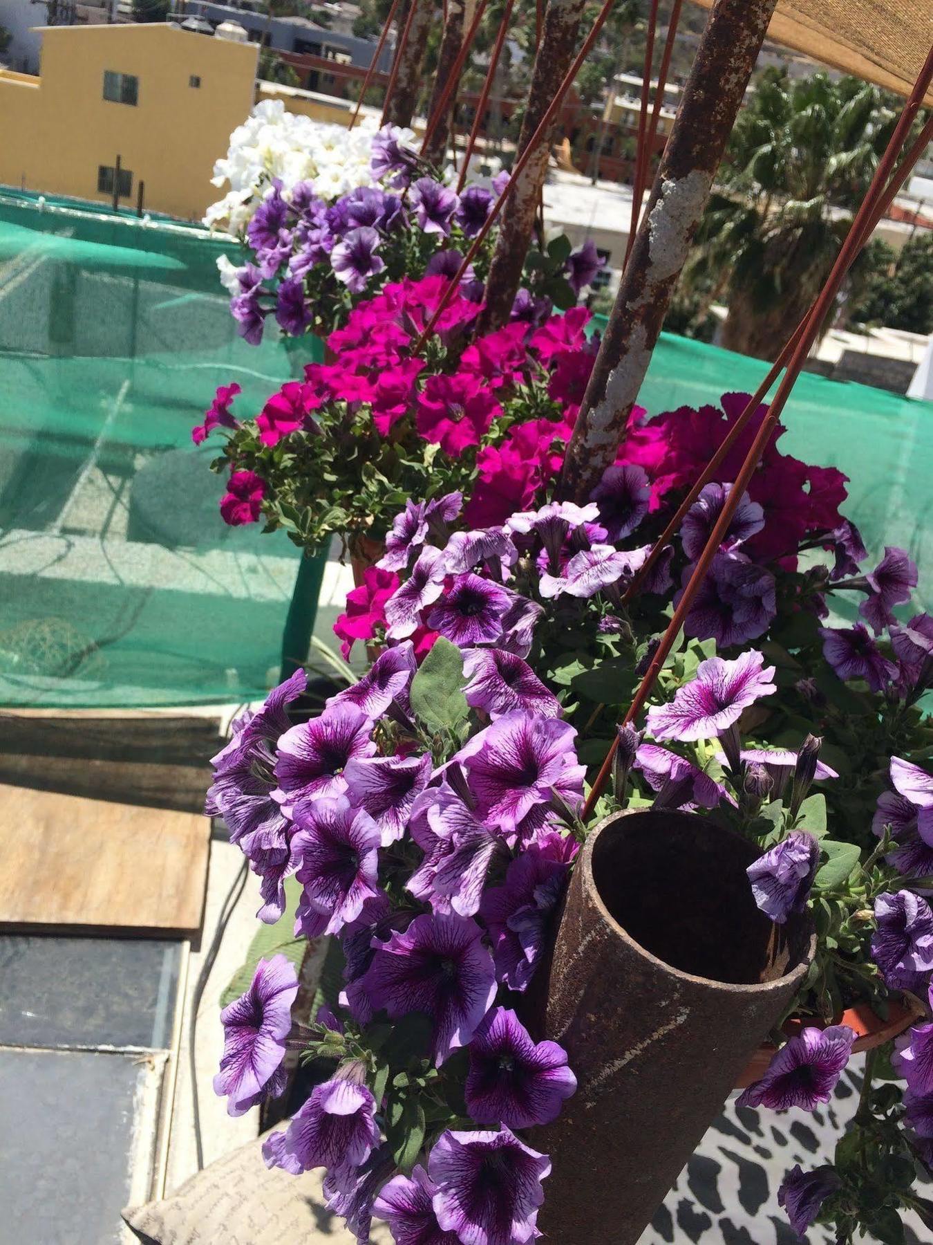 Bajas Cactus Hostel 카보산루카스 외부 사진